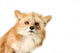 Curious Fox Wall Decal