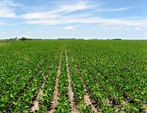 Soybean Crop Wall Decal