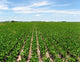 Soybean Crop Wall Decal