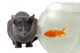 Cat and Fish Wall Decal