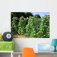 French Beans Wall Decal