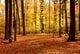 Fall Forest Landscape Wall Decal