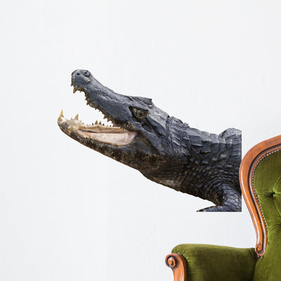 Alligator White Wall Decal shown on a wall
