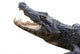 Alligator White Wall Decal