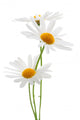 Daisies White Wall Decal