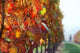 Autumn Vineyard Wall Decal