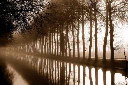 Morning Walk Wall Decal