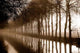 Morning Walk Wall Decal