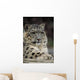 Snow Leopard Wall Decal