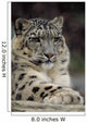 Snow Leopard Wall Decal