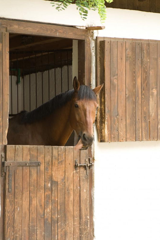 Horse Stable
