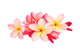 Frangipani Plumeria Tropical Flowers Wall Decal