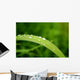 Slide Water Wall Decal