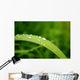 Slide Water Wall Decal