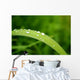 Slide Water Wall Decal