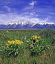 Spring Time Grand Tetons Wall Decal