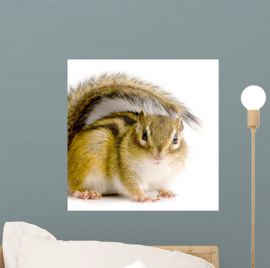 Chipmunk or Squirrel Eurasia