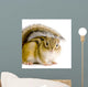 Chipmunk or Squirrel Eurasia