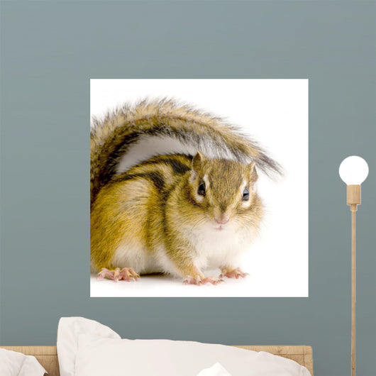 Chipmunk or Squirrel Eurasia