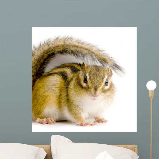 Chipmunk or Squirrel Eurasia