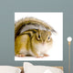 Chipmunk or Squirrel Eurasia