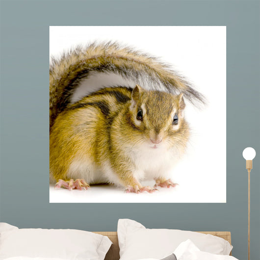 Chipmunk or Squirrel Eurasia
