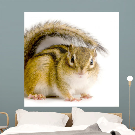 Chipmunk or Squirrel Eurasia