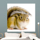 Chipmunk or Squirrel Eurasia