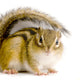 Chipmunk or Squirrel Eurasia