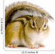 Chipmunk or Squirrel Eurasia