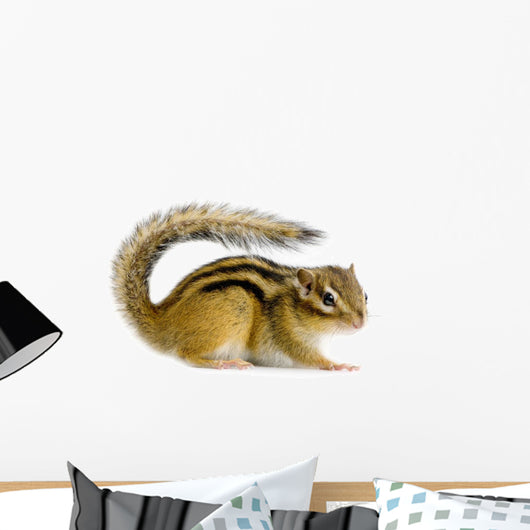 Ecureuil Chipmunk Ou Cureuils Wall Decal