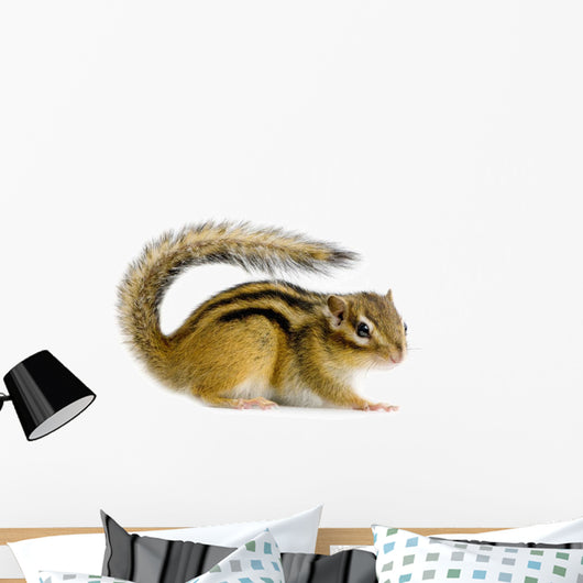 Ecureuil Chipmunk Ou Cureuils Wall Decal