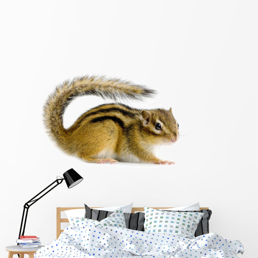 Ecureuil Chipmunk Ou Cureuils Wall Decal