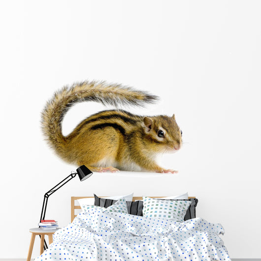 Ecureuil Chipmunk Ou Cureuils Wall Decal