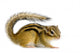 Ecureuil Chipmunk Ou Cureuils Wall Decal