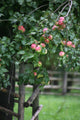 Fruity Apple Tree Wall Decal