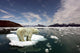 Polar Bear and Global Wall Decal