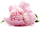 Pink Peony Wall Decal