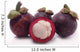 Mangosteen Wall Decal