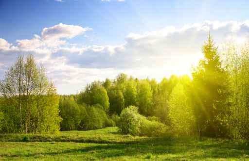 Sunset Spring Forest Wall Decal Design 2
