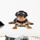Puppy Terrier Wall Decal