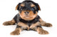 Puppy Terrier Wall Decal
