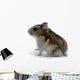 Hamster Wall Decal