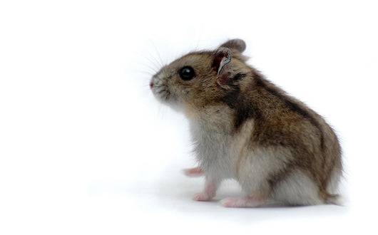 Hamster Wall Decal