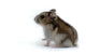 Hamster Wall Decal