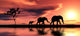 Family of Elephants Wall Mural