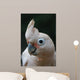 Head of Goffin Cockatoo Wall Mural