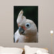 Head of Goffin Cockatoo Wall Mural