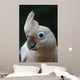 Head of Goffin Cockatoo Wall Mural