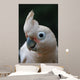 Head of Goffin Cockatoo Wall Mural